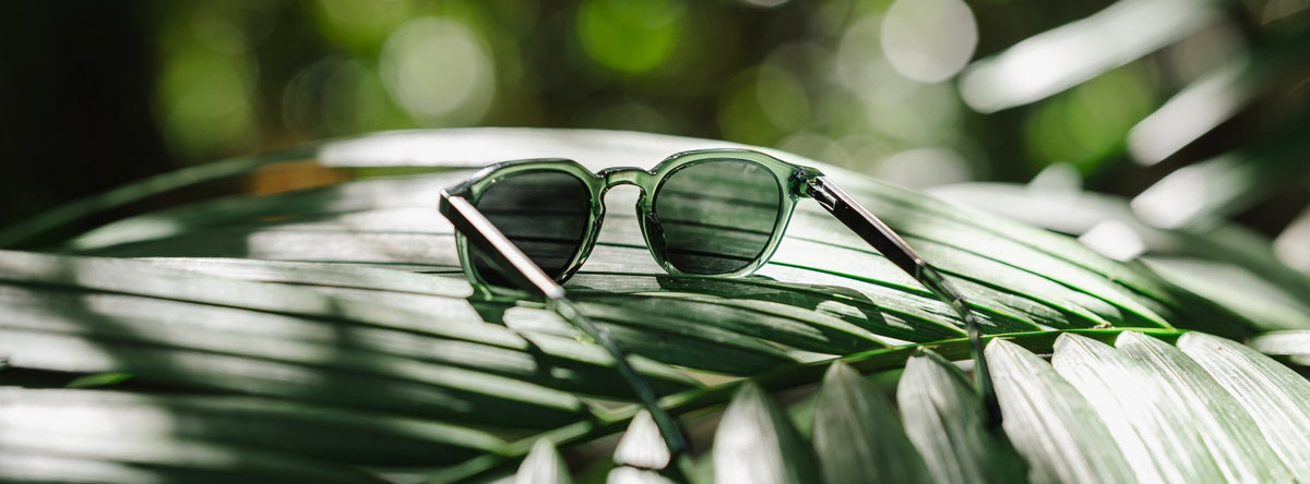 Frames from Kuranda